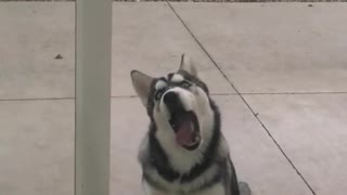 Crazy Husky Can't Stop Licking Glass Door