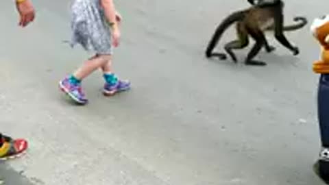 Monkeys Attempt Abduction of Child
