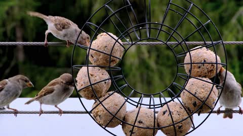 These birds eat wonderfully
