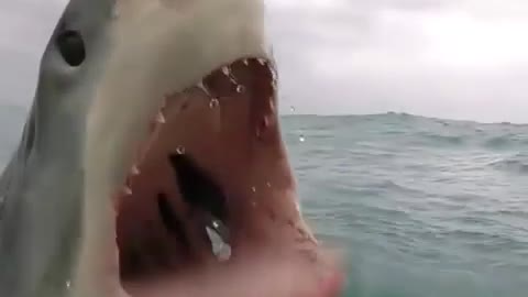 prehistoric shark spotting