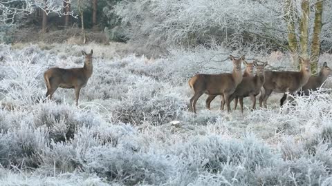 Deer video deer funny Curious Red Deer Fascinated By Hovering Drone