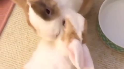 OMG! You should see how these rabbits LOVE itself! [I'm really EXCITED!!]