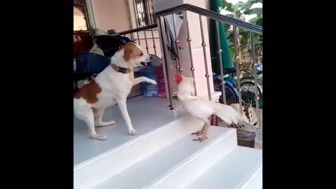 A dog and roaster fighting