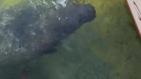 Friendly Manatee Stops in for a Sip