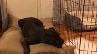 Playful puppy adorably irritates much older dog