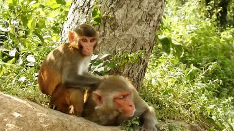 Funny & cute monkeys eating their food.