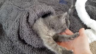 Kitten loves sleeping in owners fluffy jacket