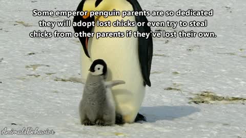 Emperor Penguin facts: the largest penguins alive | Animal Fact Files