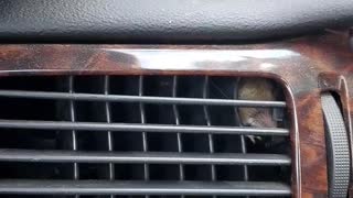 Mouse Finds Itself in Car Vent