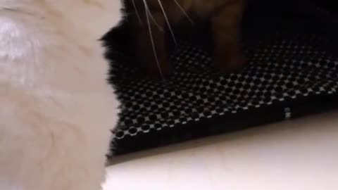 FunnyCatsToday，Funny Cat You Might Never See Before, part82