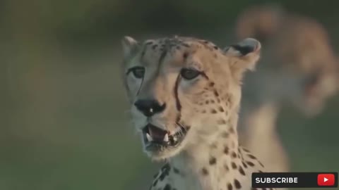 Cheetah try to save her baby