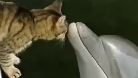 Cat and Dolphin Becomes Best Friends