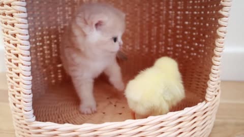 Kittens and Little Chicken