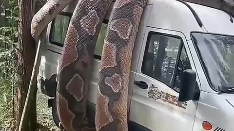 a large conda cub snake coiled in a car