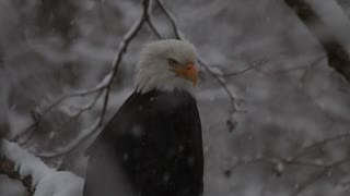 Bald Eagles navigate through snow storm to hunt