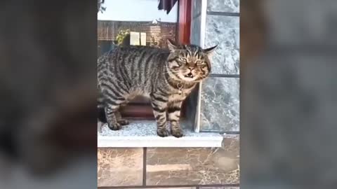 Cats Talking to Humans