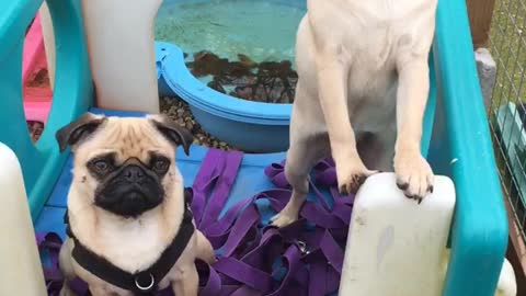 Adorable pugs pose in sync together