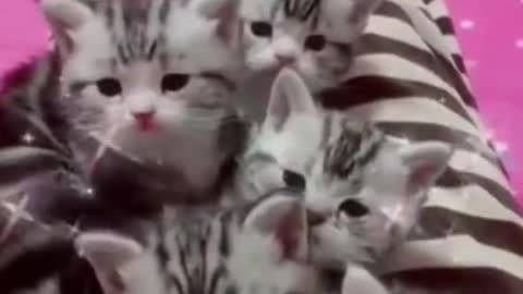Cat Cute Ger