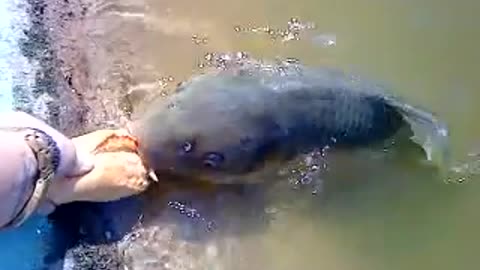 big fish feeding by girl in river