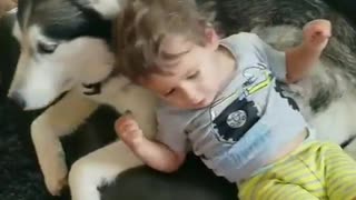 A toddler and his husky
