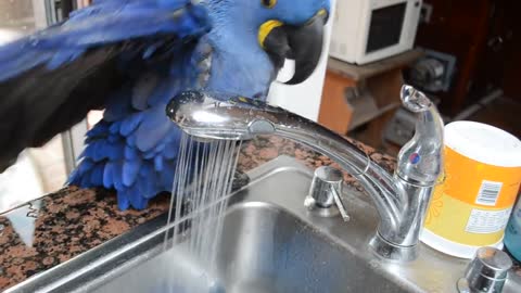 Macaw takes a bath with a tap