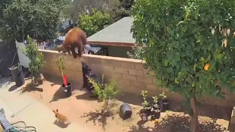 Girl fight with bear 🐻 for doggy