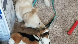 Puppy Is Afraid of Stuffed Dog