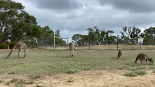 Boxing Kangaroo