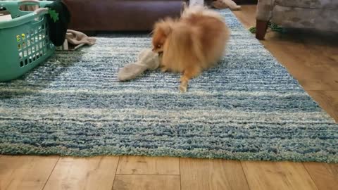 Hilarious Pomeranian cautiously plays with vibrating toy