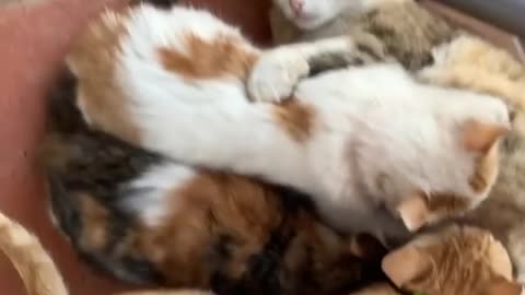 Cute cats playing with each other will brighten your day