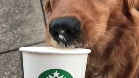 Golden retriever licks whipped cream puppuccino from starbucks cup