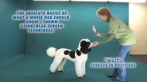 Canine Acting 101 - Puppy Skool