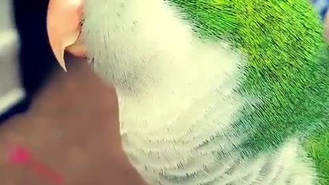 Sweet parrot loves to be sung to