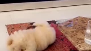 White fluffy puppy chases yellow tennis ball in living room