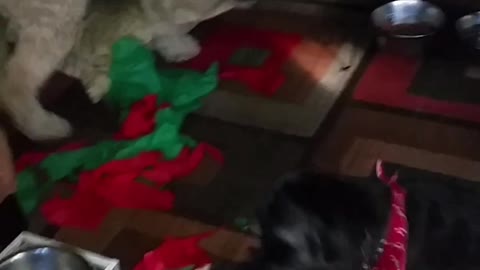 Dogs Love Christmas
