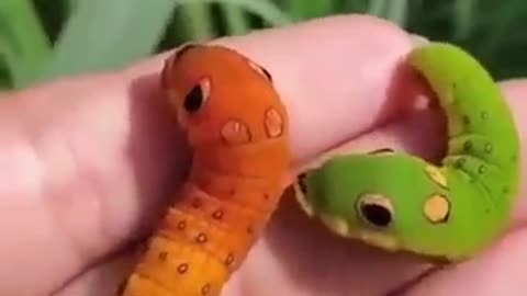 Cartoon corporeal spicebush swallowtail caterpillars!amazing