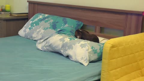Dachshund prepara meticulosamente las almohadas para dormir