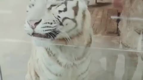 Funnt animal Video