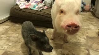 Mini pig and buddy enjoy tasty birthday cake