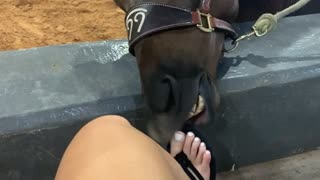 Playful Horse Nibbles at Toes