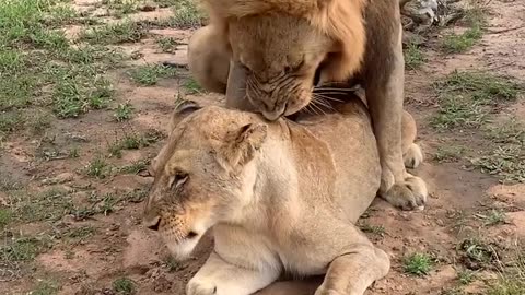 Female Lion Tells Male to Back Off
