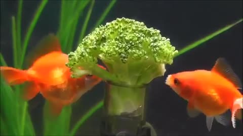 Goldfish Eating Broccoli