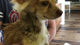 Chihuahua rolls in bear poop to get bath