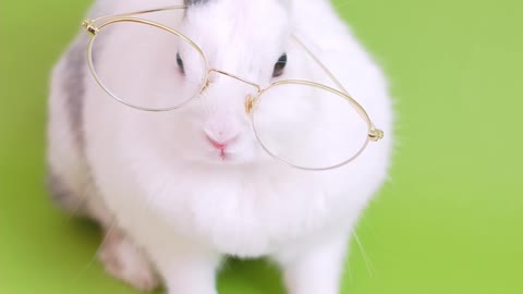 reader rabbit