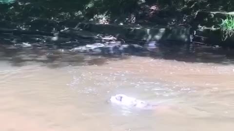 Dog leaps into water