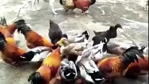 if you laugh you miss videos of cockfighting against dogs😂