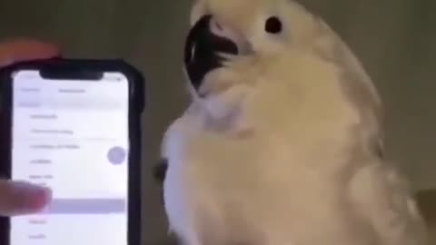 Parrot imitates phone sounds, but in its own way
