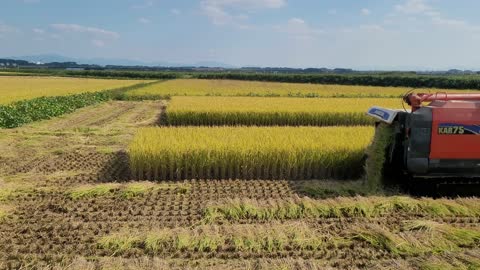 The farmer is harvesting rice.