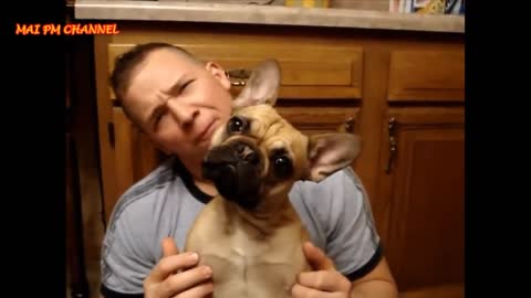 Funny FrenchBullDog recieving lectures from the owners