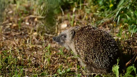 Hedgehog is in a state of fear, but it is beautiful